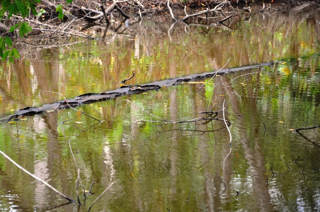 PEMEX sin acuerdos para el pago de hectáreas de tierras que ocupa en Atasta