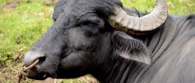 Inicia la crianza de búfalos para consumo en Quintana Roo