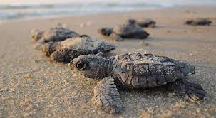 100 tortugas neonatas son rescatadas en playa de Yucatán