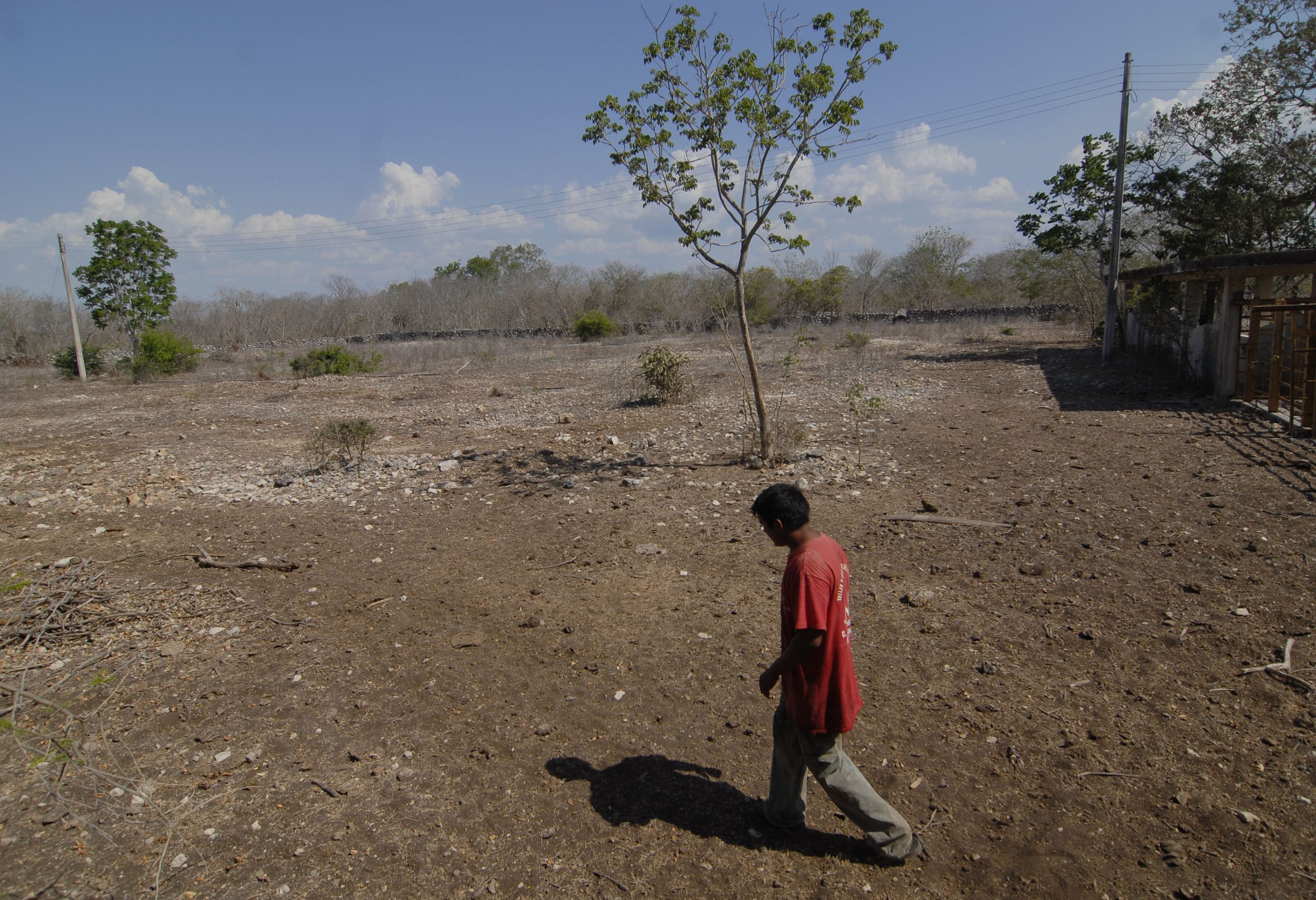 Sufren extrema sequía municipios yucatecos: 3 de cada 4 son afectados por la falta de lluvia.