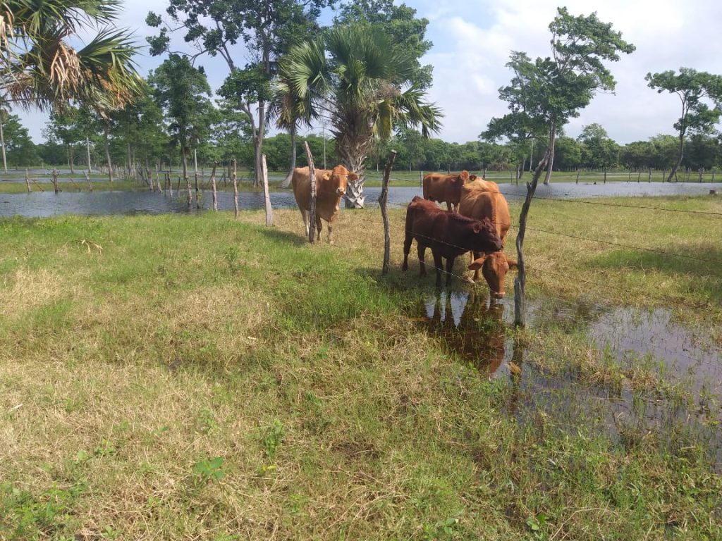 Dos ganados con brucella y tuberculosis se detectaron en el Rastro Municipal de Ciudad del Carmen