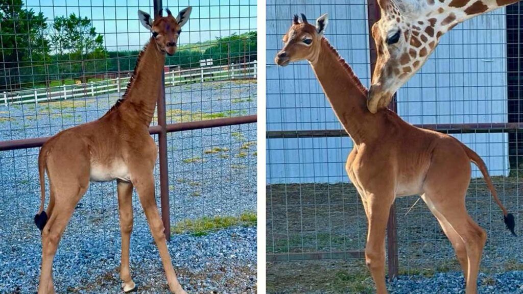 Nace una jirafa sin manchas