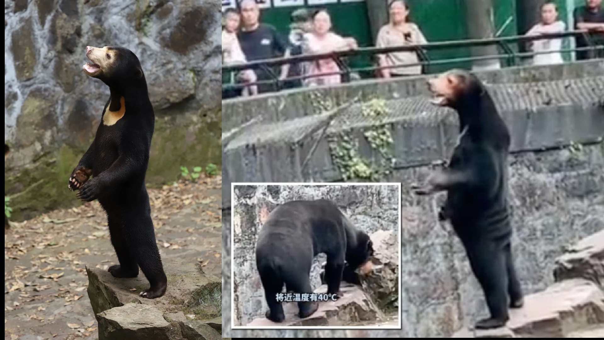 Sospechas de visitantes e internautas sobre humano disfrazado de oso en zoológico de China