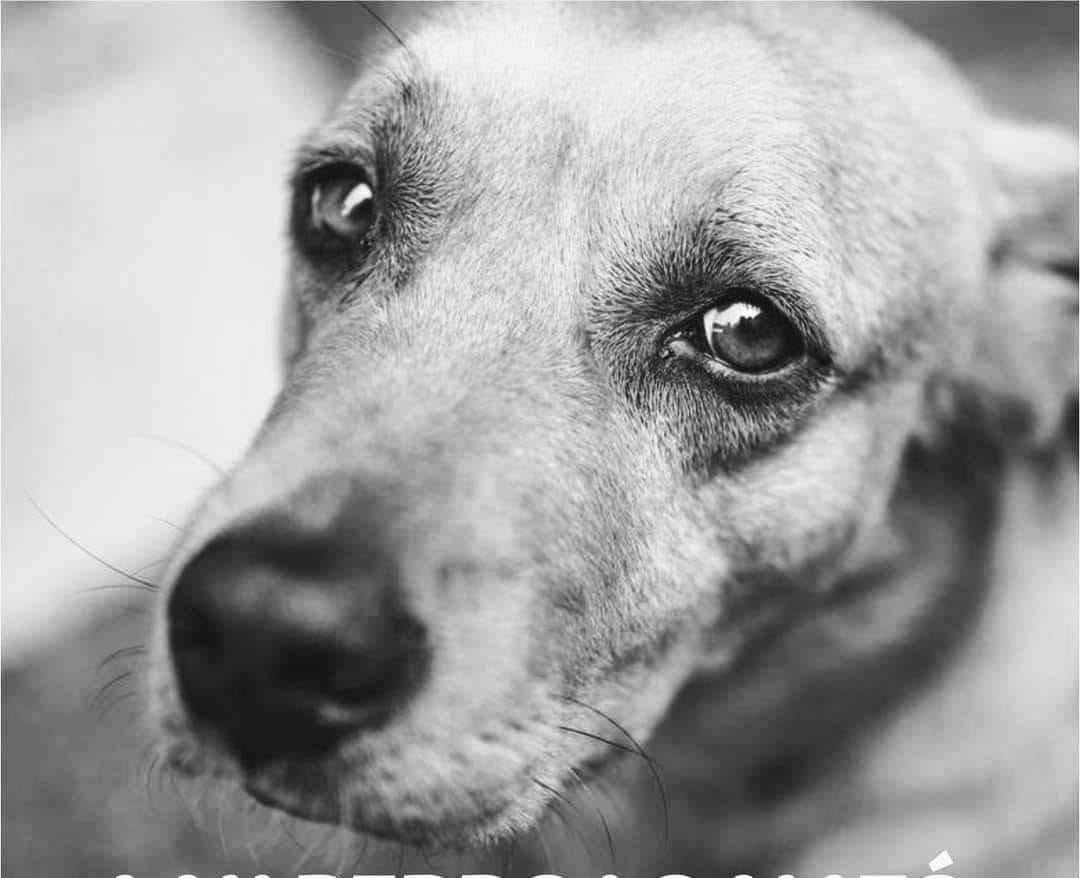 Perros en Tizimín son abusados sexualmente: 2 perros de raza criolla