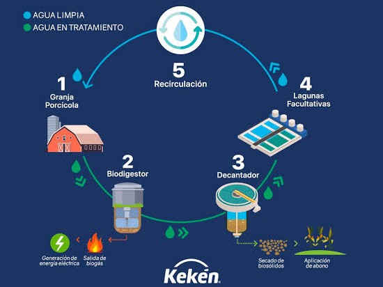 Kekén, ha trazado una ruta sólida y sostenible de porcicultura.