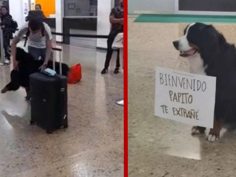 Un perro recibe a su humano en aeropuerto