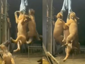 Cinco perritos que “vuelan” de forma muy similar a los famosos voladores de Papantla.