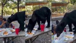 La Fundación Oso Pardo advierte que no se debe correr, gritar o enfrentarse al animal.