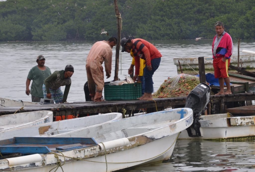 Costo de combustible afectará la pesca del camarón siete barbas en la Península de Atasta