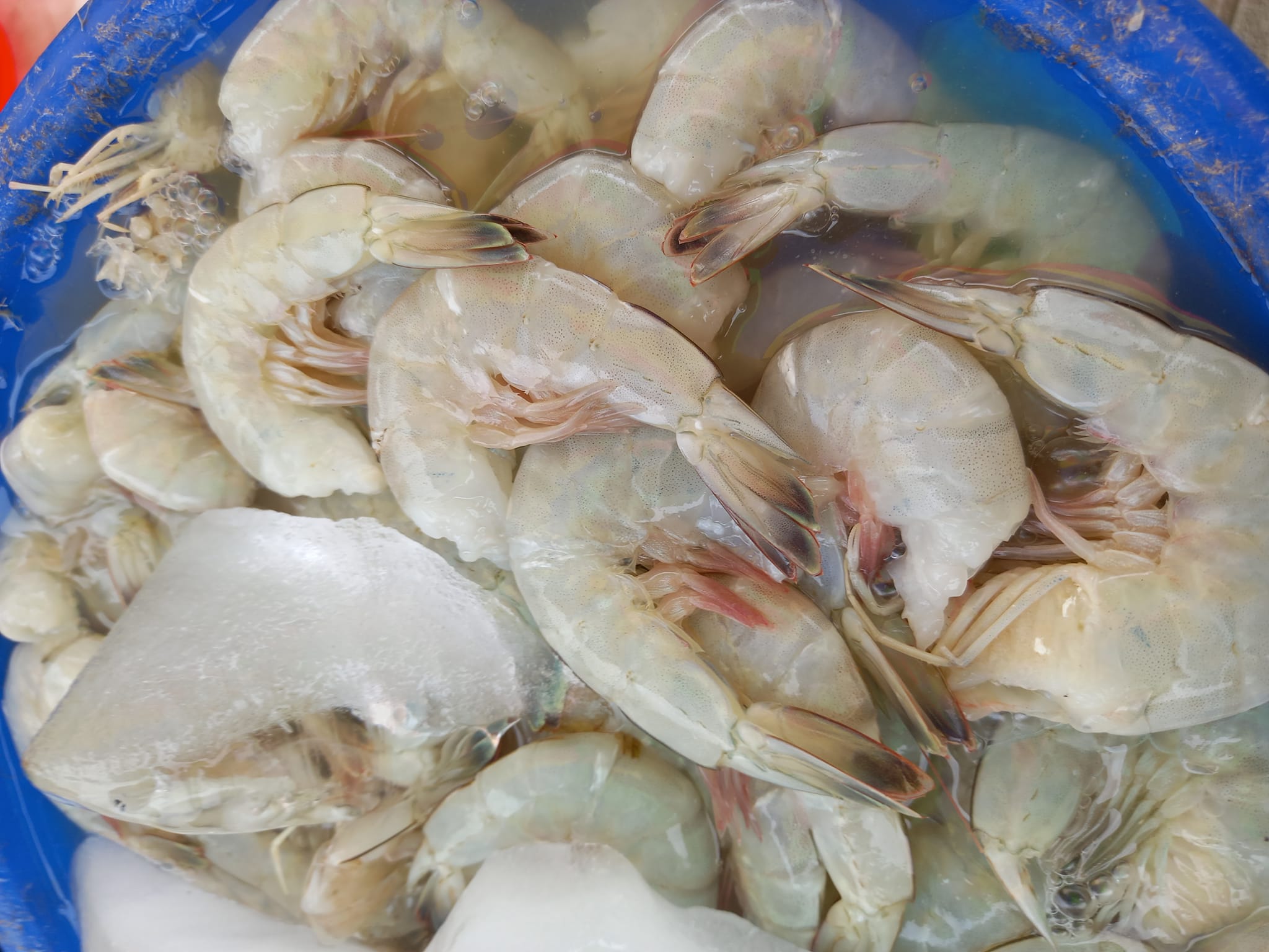 Pescadores ribereños piden que se legalice la pesca del camarón blanco: En Ciudad del Carmen