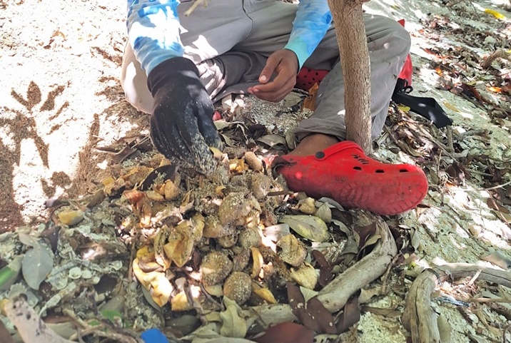 Limpian nidos de tortugas marinas en Ciudad del Carmen