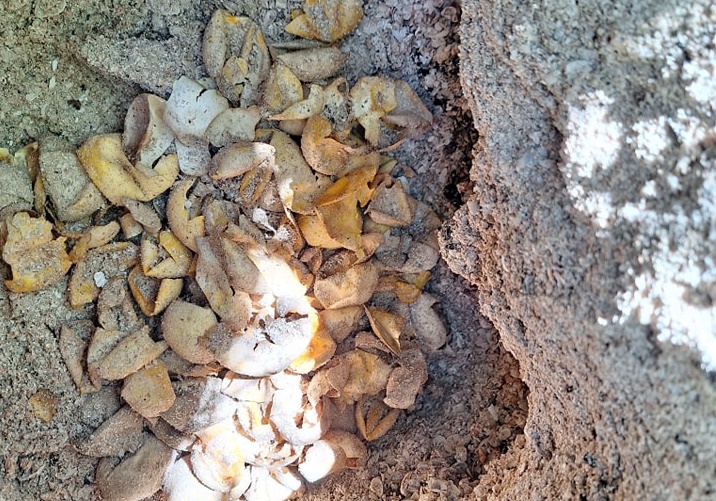 Limpian nidos de tortugas marinas en Ciudad del Carmen