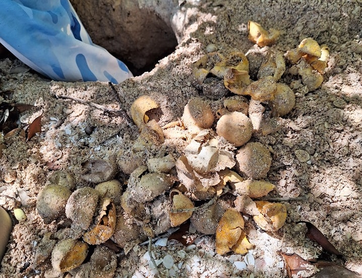 Limpian nidos de tortugas marinas en Ciudad del Carmen