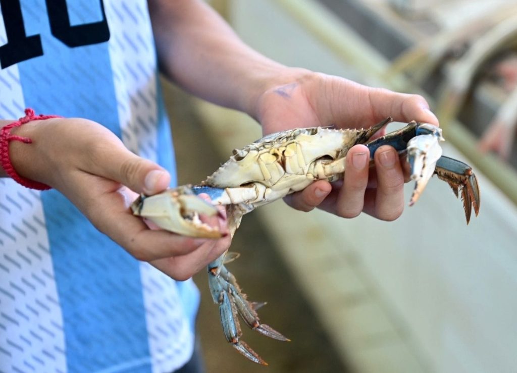Baja captura de escama y jaiba afecta al sector pesquero ribereño: En el municipio del Carmen
