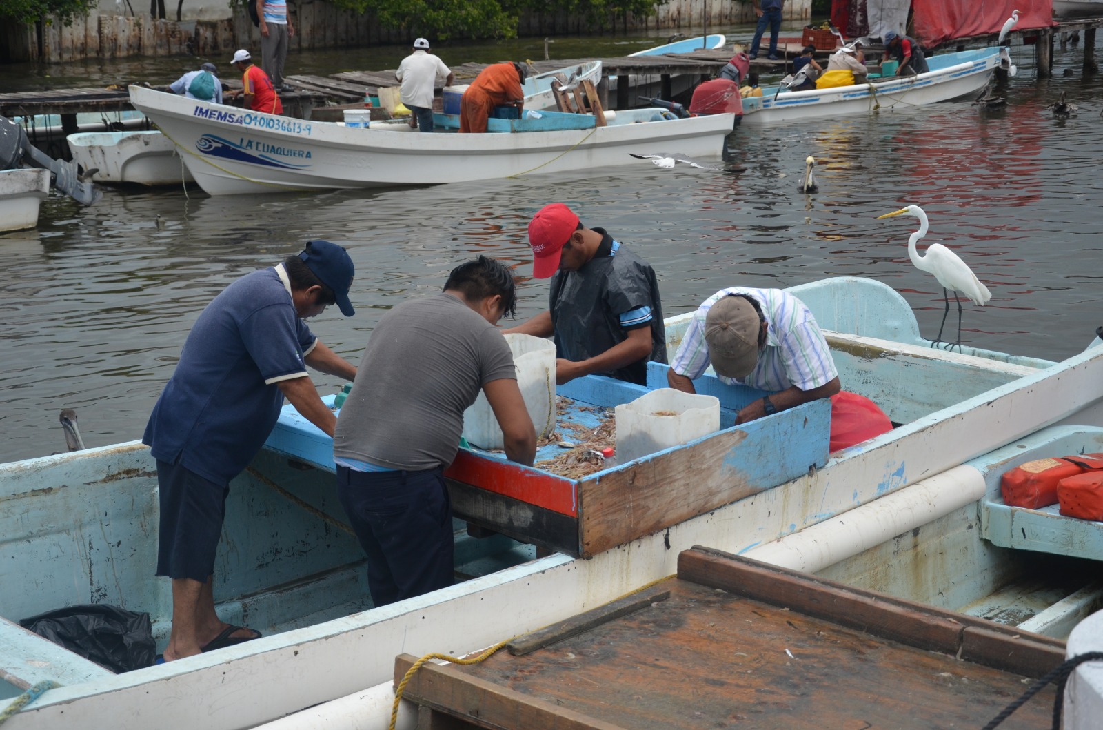 Algunos pescadores ribereños de Ciudad del Carmen infringen la ley de pesca