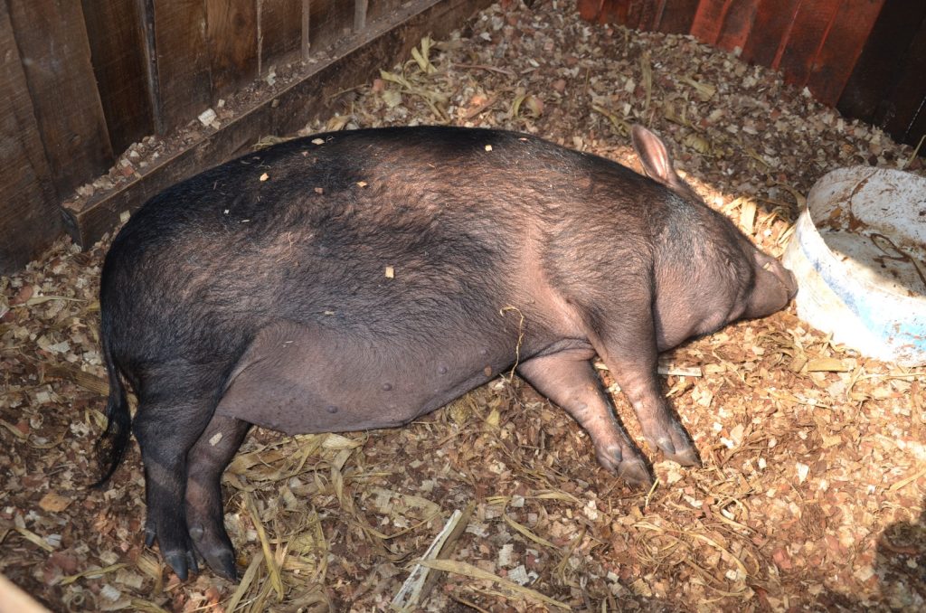 Riesgo a la salud pública en Ciudad del Carmen consumir carne de res y cerdo de dudosa procedencia