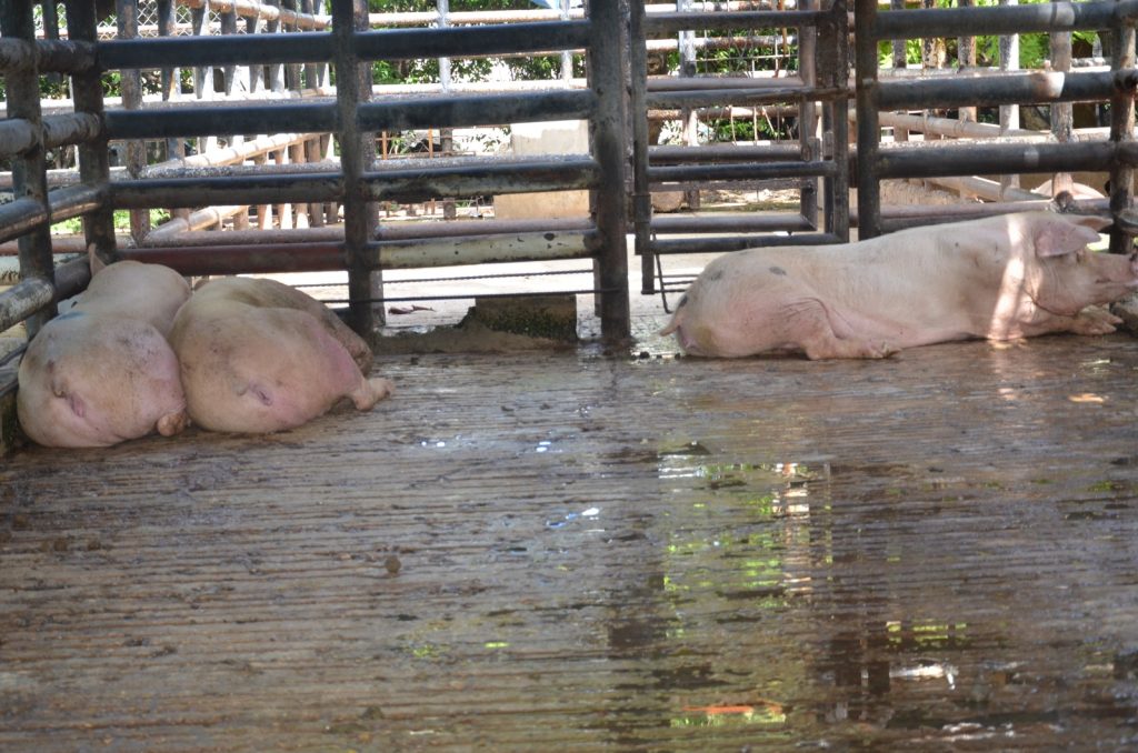 La COPRISCAM capacita a trabajadores del rastro municipal de Ciudad del Carmen