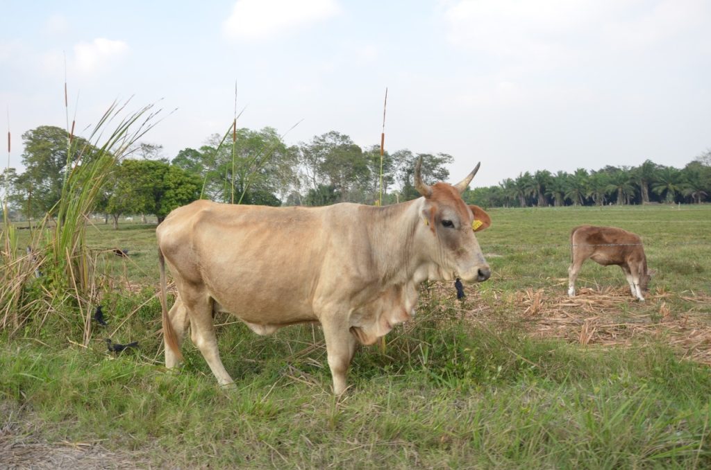 Baja índice de robo de ganado en la Península de Atasta
