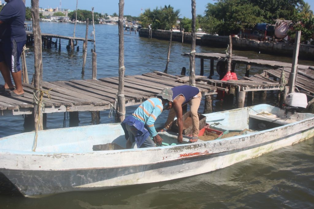 Unas 200 lanchas ribereñas de Ciudad del Carmen retornarán a la pesca del camarón siete barbas el 01 de octubre