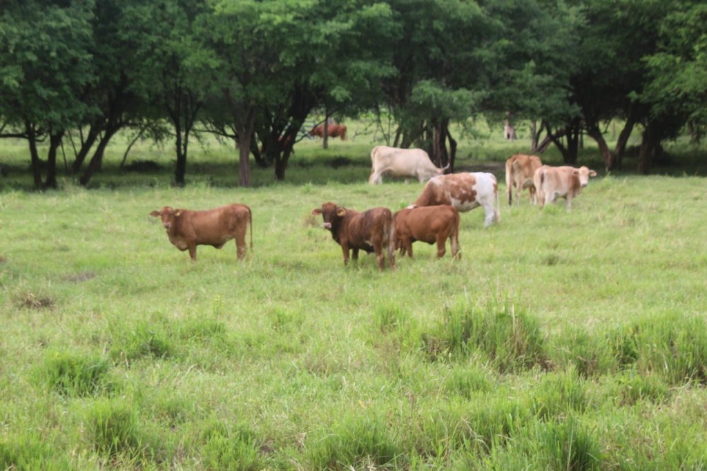 Baja índice de robo de ganado en la Península de Atasta