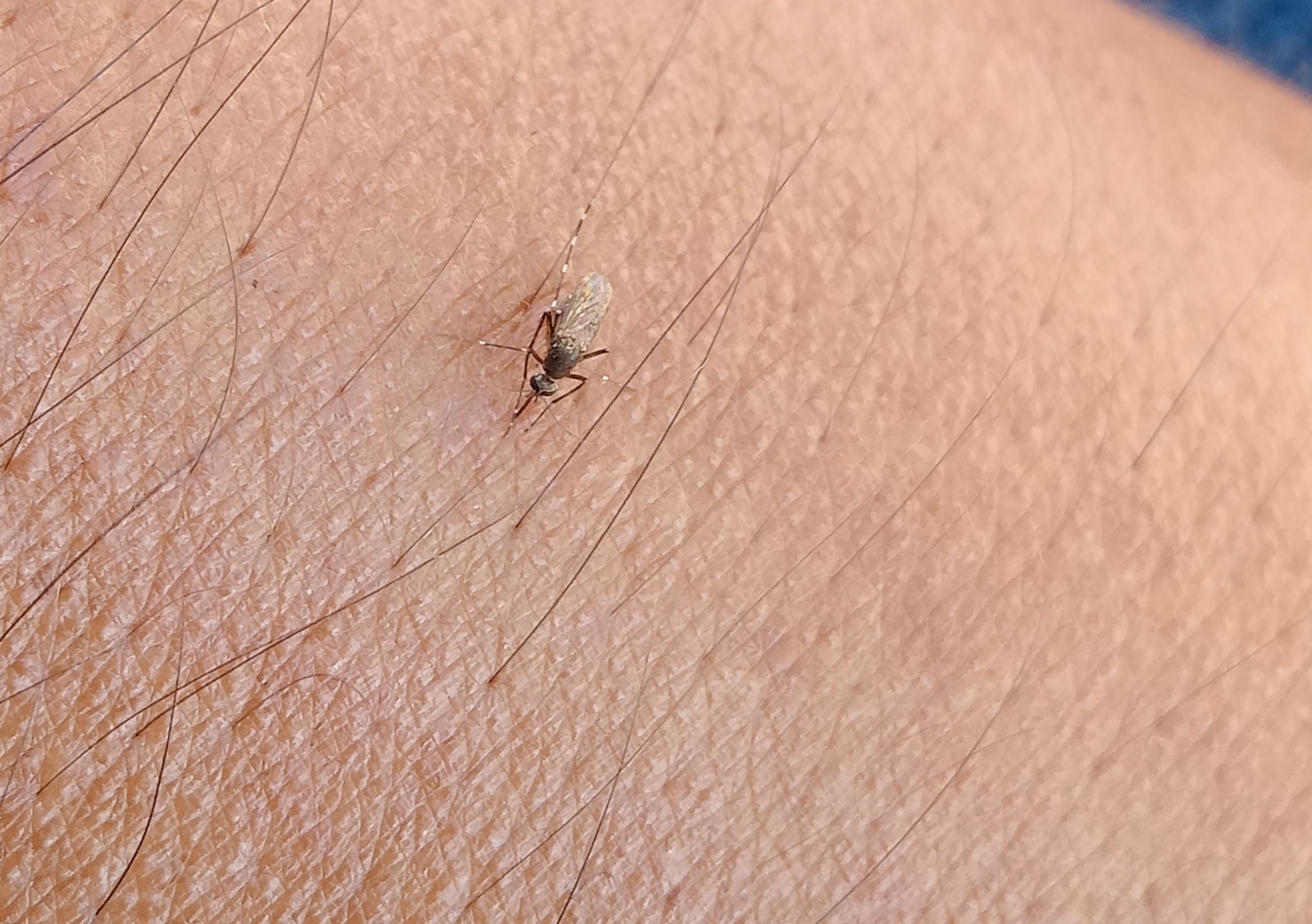 Plaga de mosquitos en la Península de Atasta