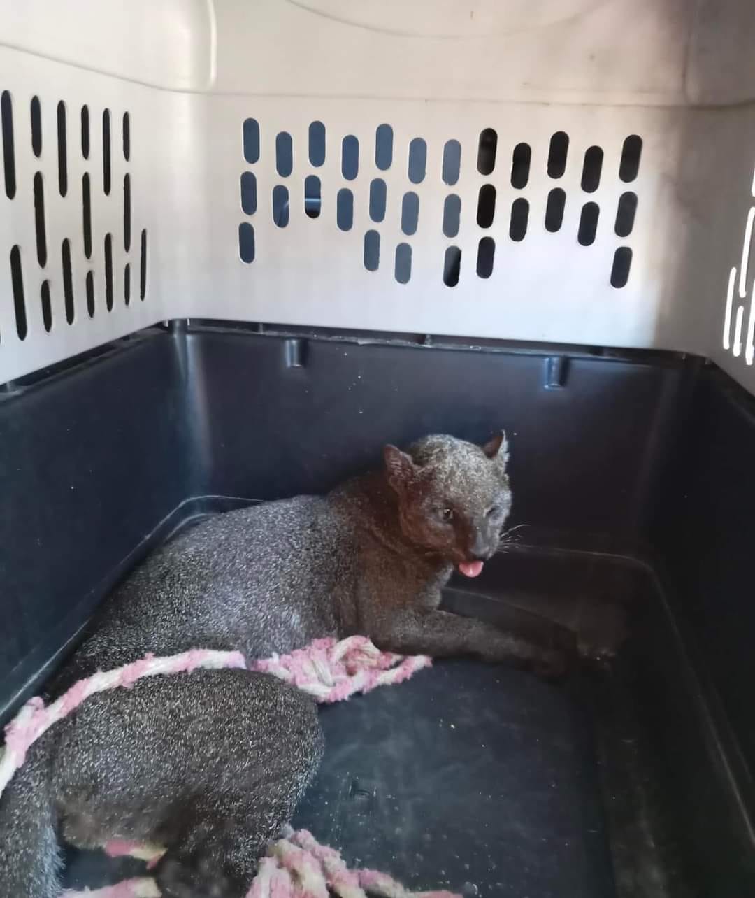 Los Bomberos de la SSP capturan al Jaguarundi luego a atacar a una persona 