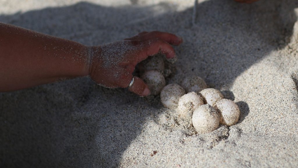 Sólo una tortuguita de mil crías que se liberan llega a edad adulta