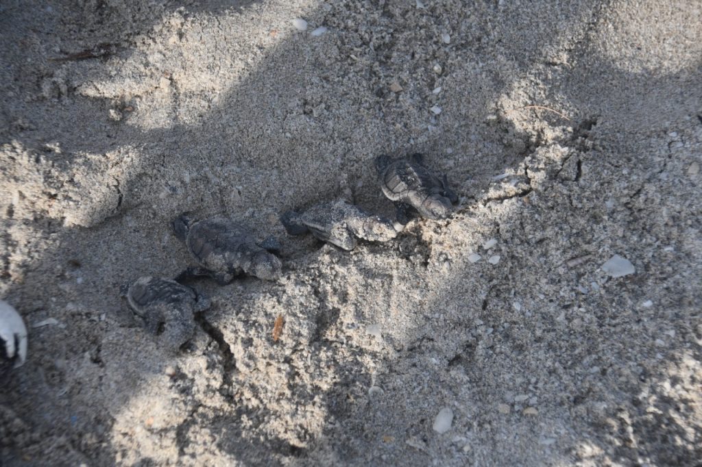 Sólo una tortuguita de mil crías que se liberan llega a edad adulta