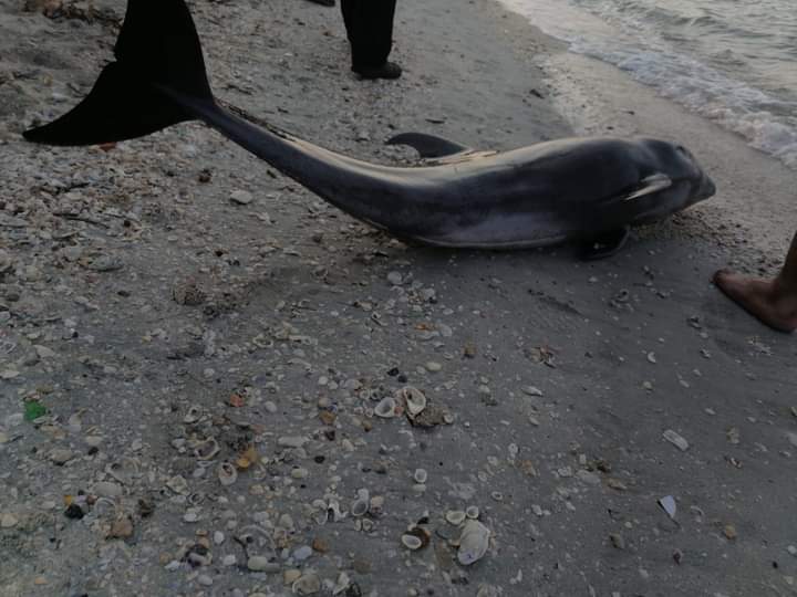 Redes de arrastres acaban con los delfines en Ciudad del Carmen