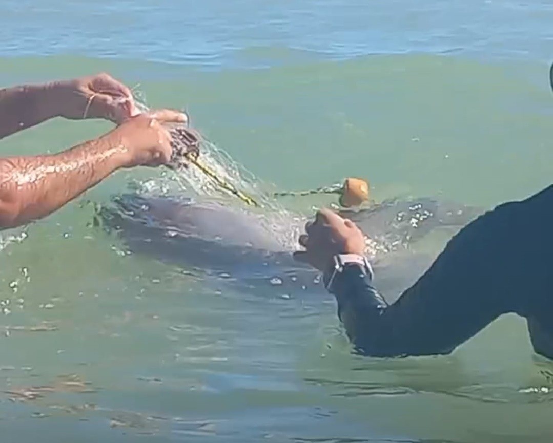 Redes de arrastres acaban con los delfines en Ciudad del Carmen
