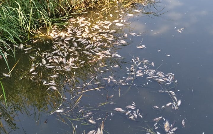 Mortandad de peces en los arroyos de la Península de Atasta pudiera ser por el calentamiento global