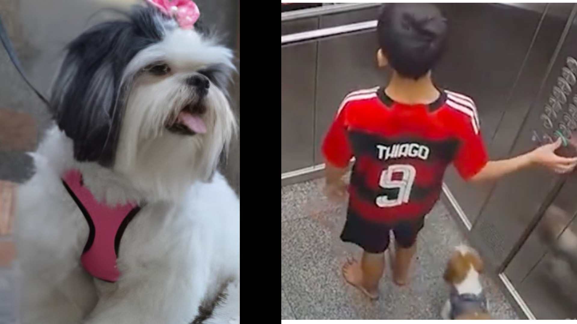 Niño salva a su mascota; le perrito hubiera muerto de no ser por la rápida reacción del menor