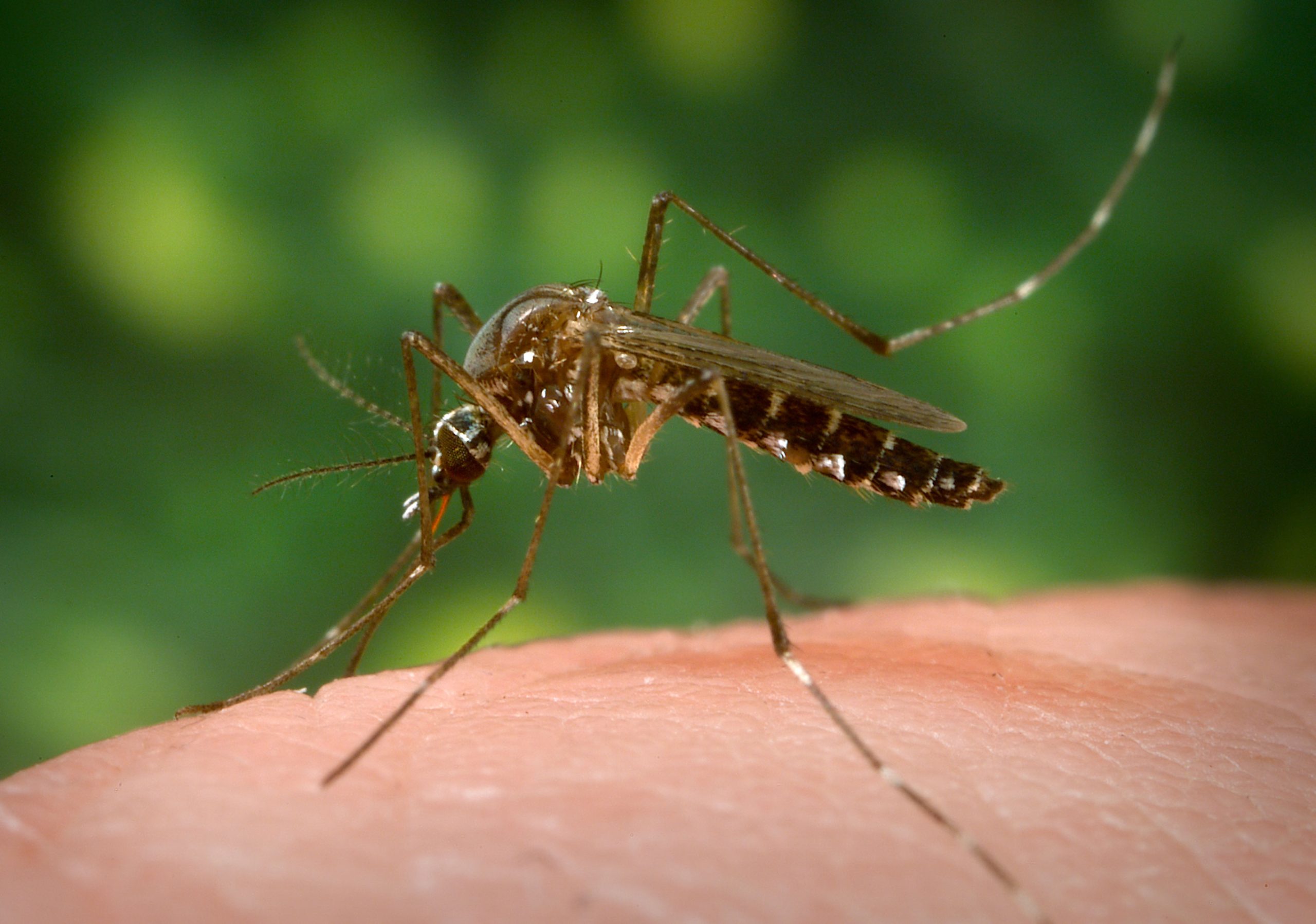 Bill Gates crea mosquitos