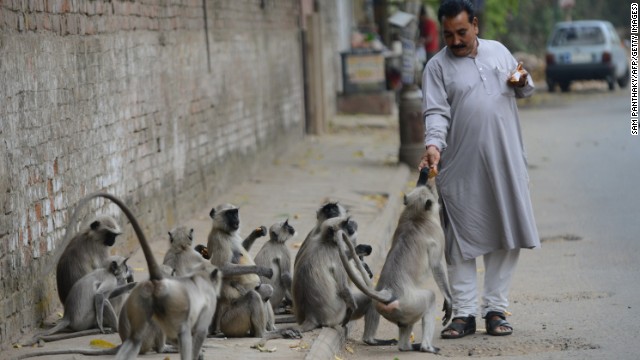 India contrata a hombres mono