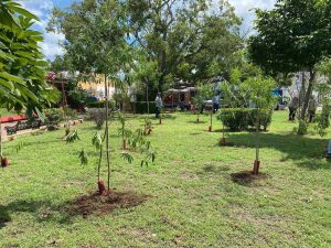 En el parque Itzimná de Mérida donde se plantaron más de 100 ejemplares de las especies campanita e xkanlol