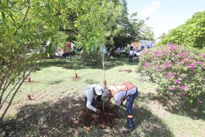 El Gobierno estatal ha entregado más de 900,000 árboles en 97 municipios de la entidad, lo que representa 2,774.05 hectáreas arborizadas