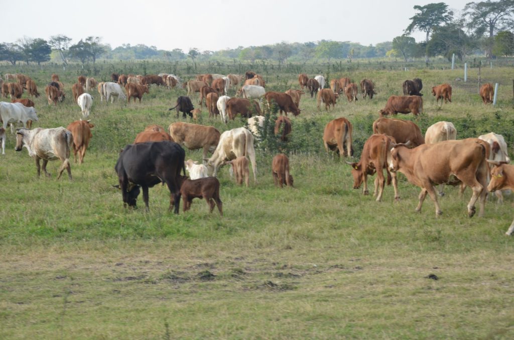 Campeche tiene tres años para finalizar el barrido de Tuberculosis Bovina