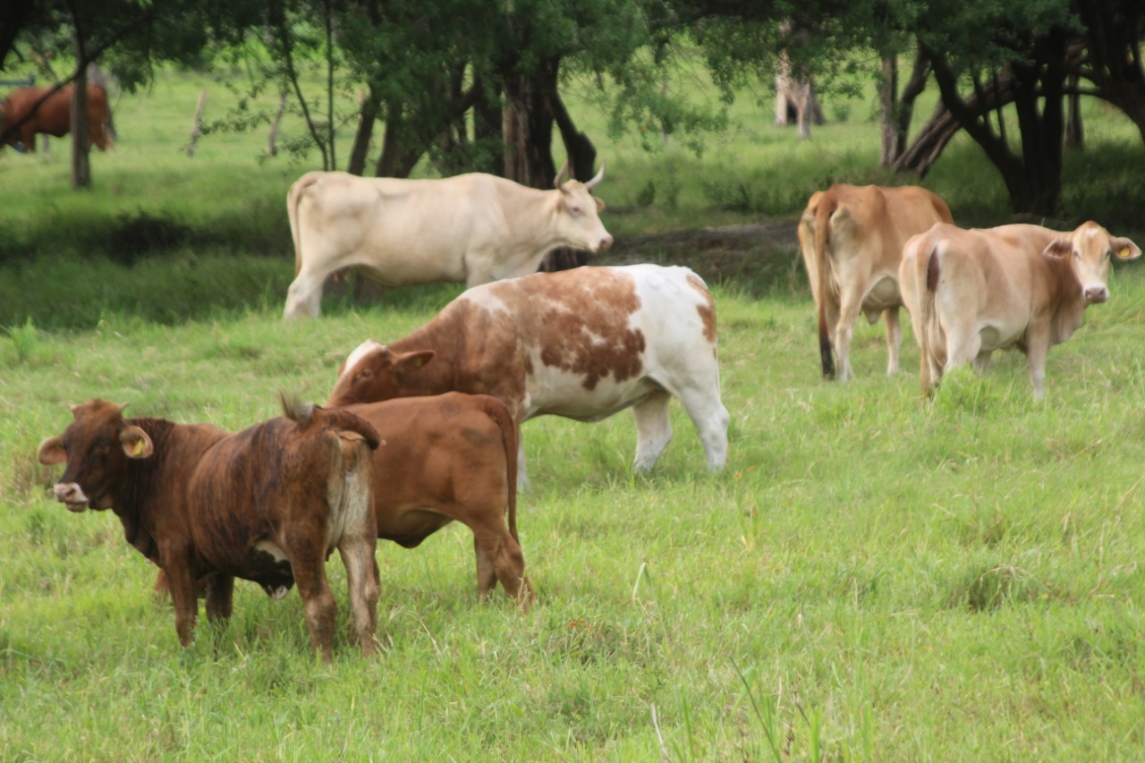 Baja índice de robo de ganado en la Península de Atasta