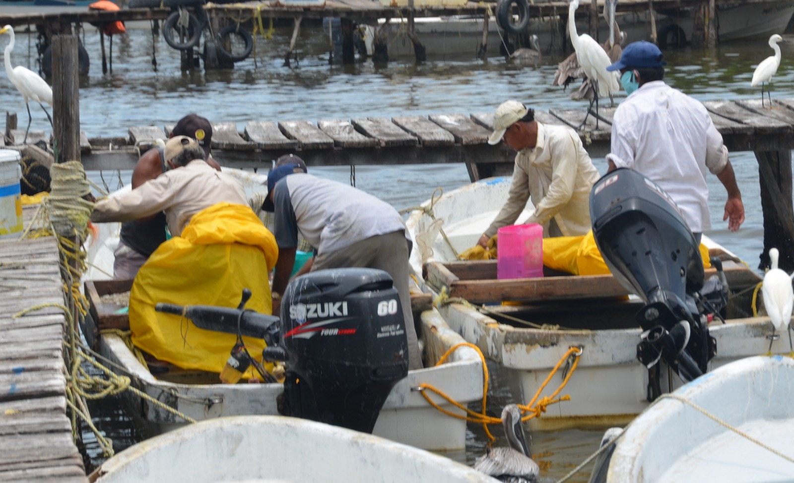 Costo de combustible afectará la pesca del camarón siete barbas en la Península de Atasta