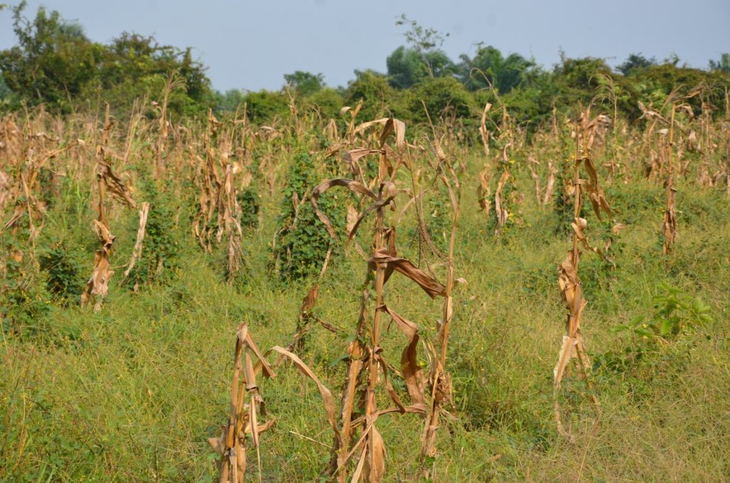 Marginación y “coyotes” vulneran el agro campechano