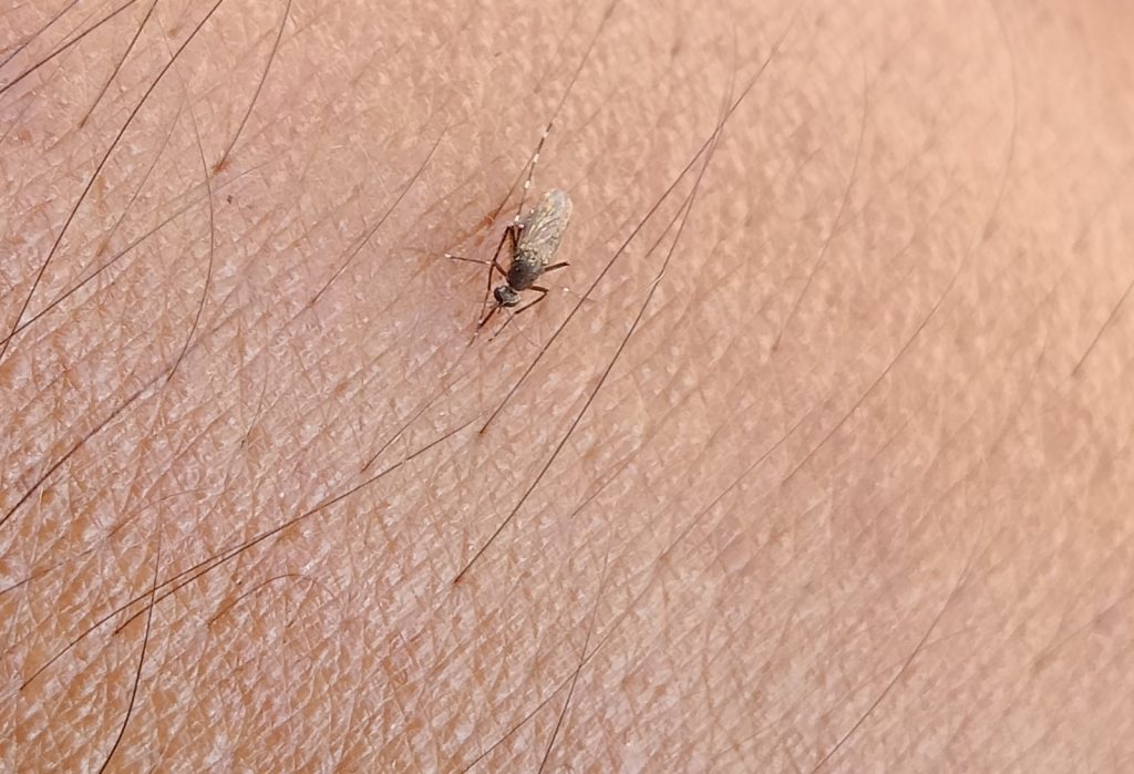 Médico pide a la ciudadanía carmelita que tomen medidas de prevención ante la presencia de dengue tipo 3