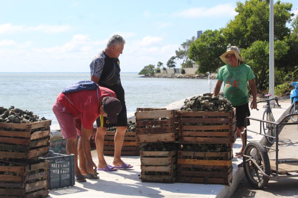 Banco ostrícola con posible límite de contaminación de Escherichia coli: En Ciudad del Carmen