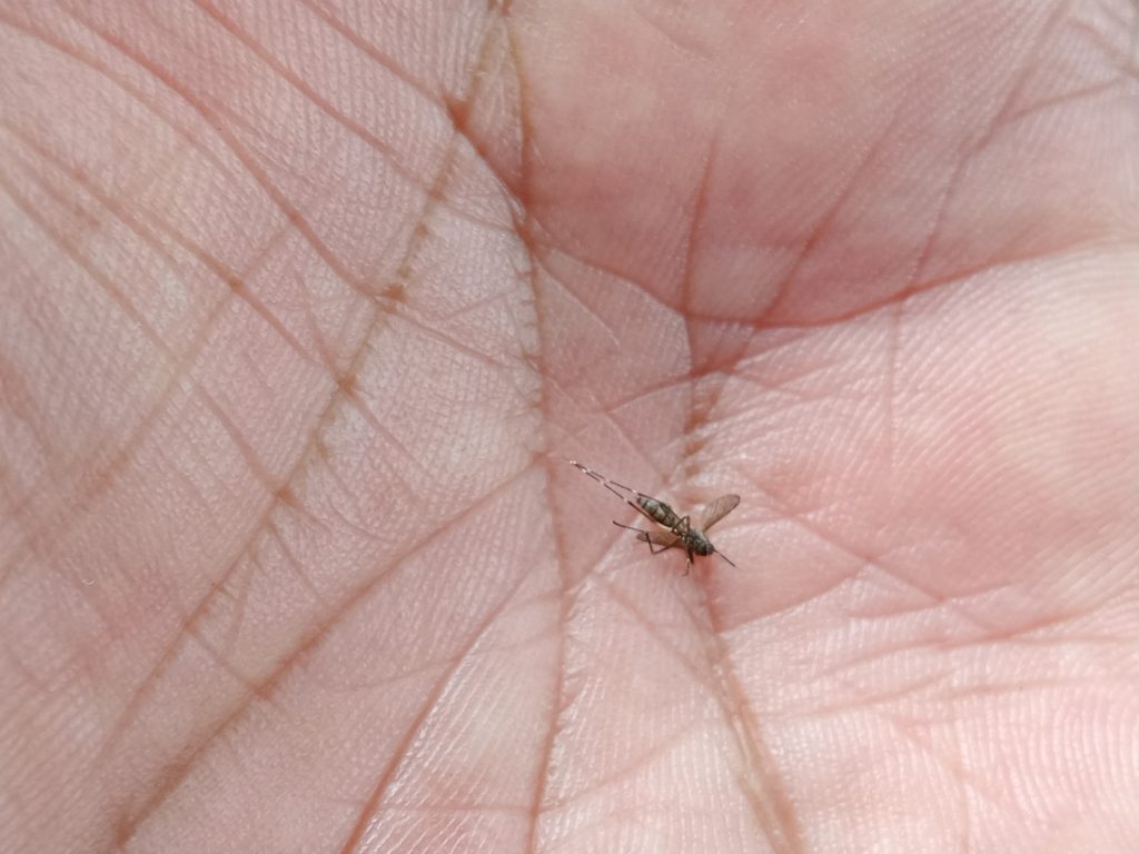 Plaga de mosquitos en la Península de Atasta