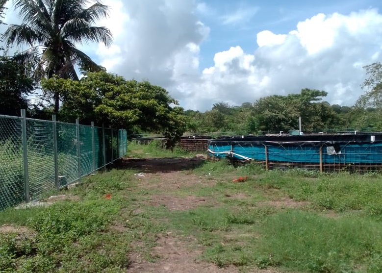Corrupción provoca trabajos mal hechos de cercados a predios de acuacultura: En el municipio del Carmen