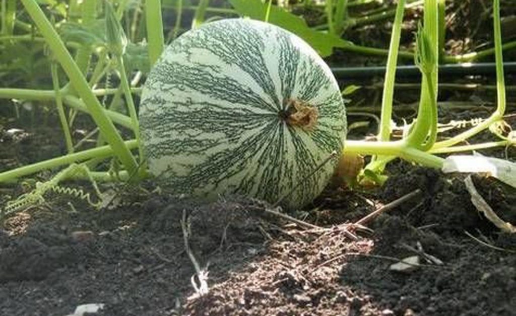 Marginación y “coyotes” vulneran el agro campechano