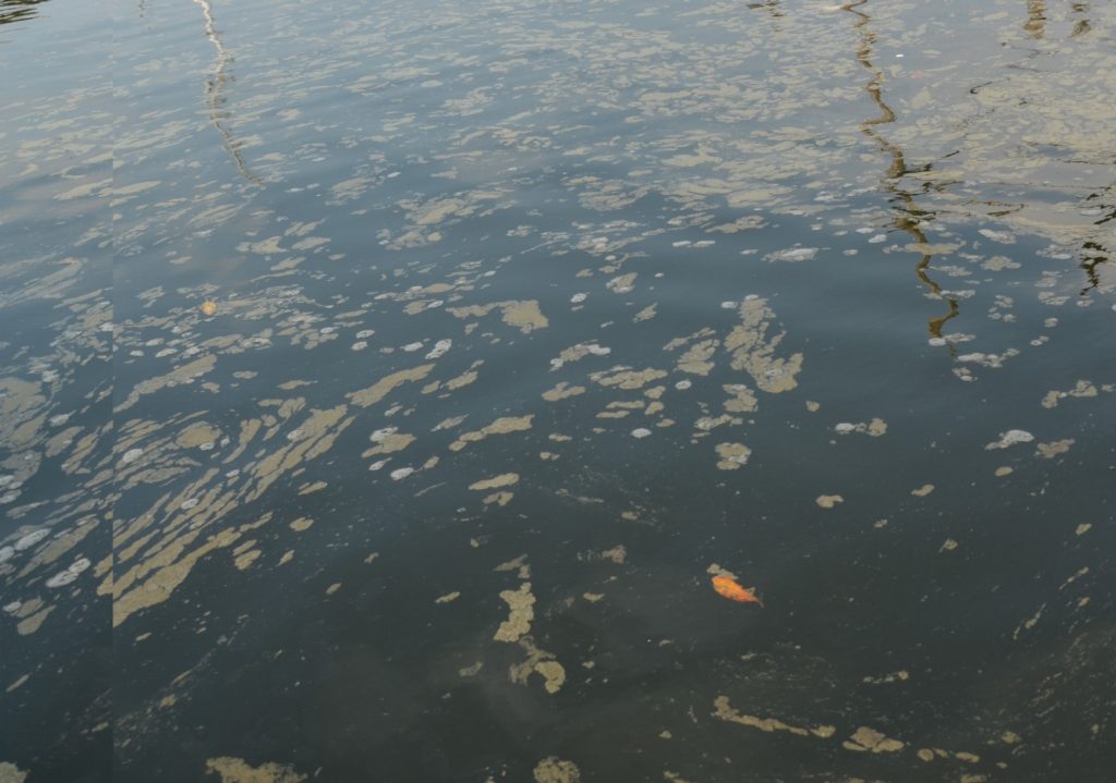 Mortandad de peces en los arroyos de la Península de Atasta pudiera ser por el calentamiento global