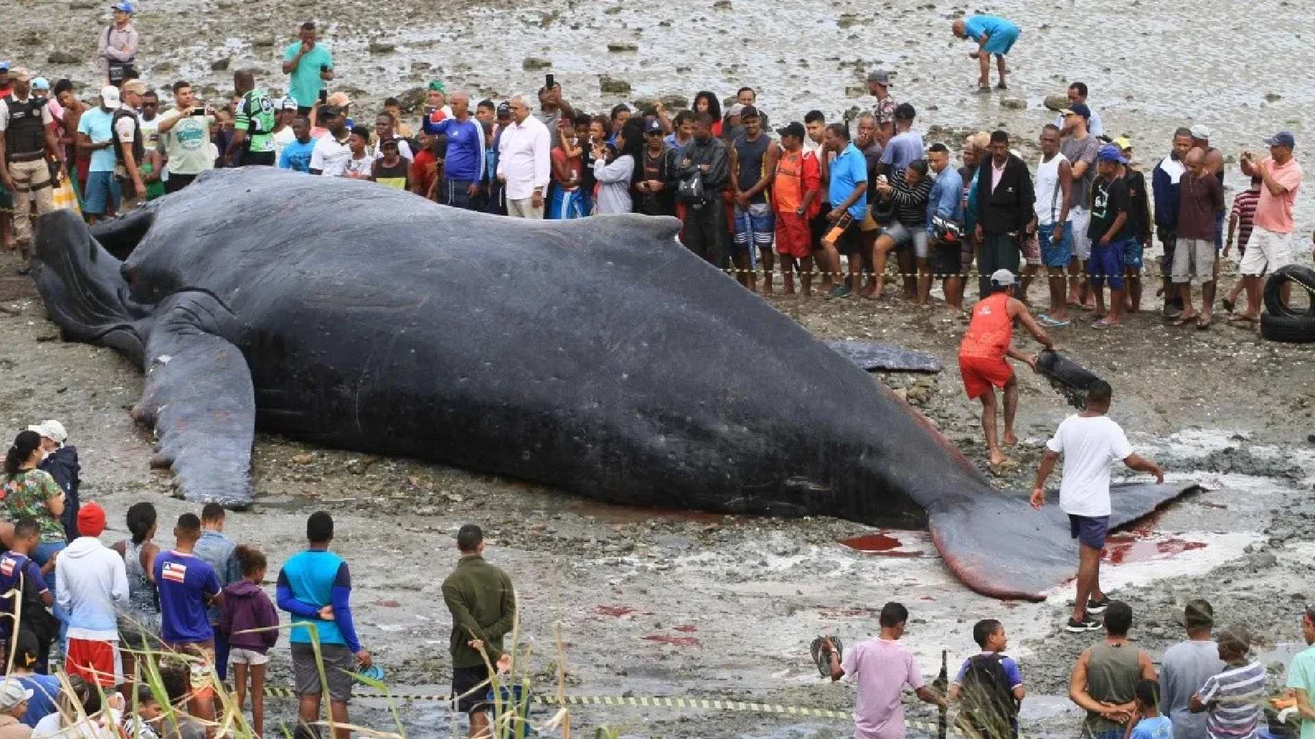 Ballena jorobada muerta en Playa de El Salvador; se trata de un cetáceo adulto de 15 metros