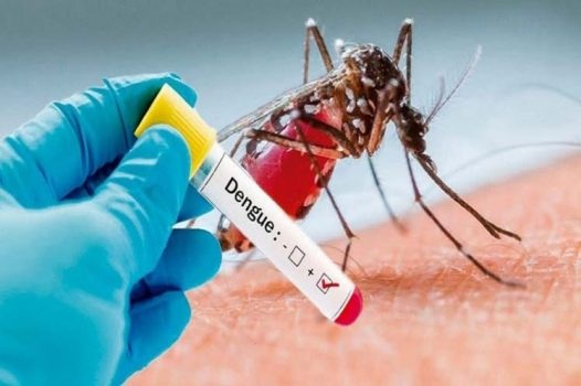 Casos de dengue en Quintana Roo: más de 2 mil contagios y 4 muertes