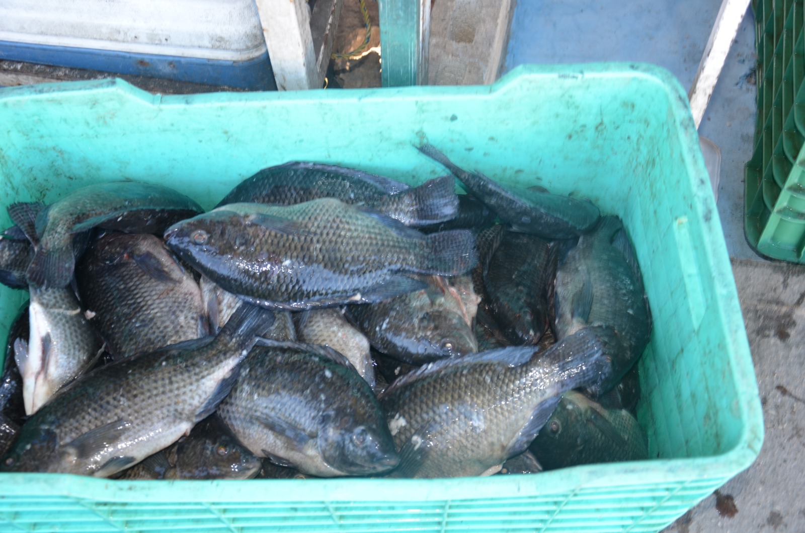 Baja captura de escama y jaiba afecta al sector pesquero ribereño: En el municipio del Carmen