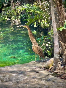 Majestuosa visita Garza Tigre aparece en un Cenote de la Península de Yucatán